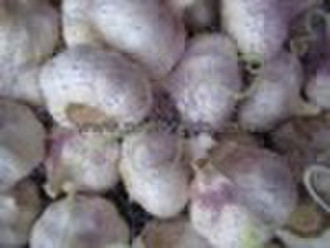Fresh Garlic (2010 new crop)