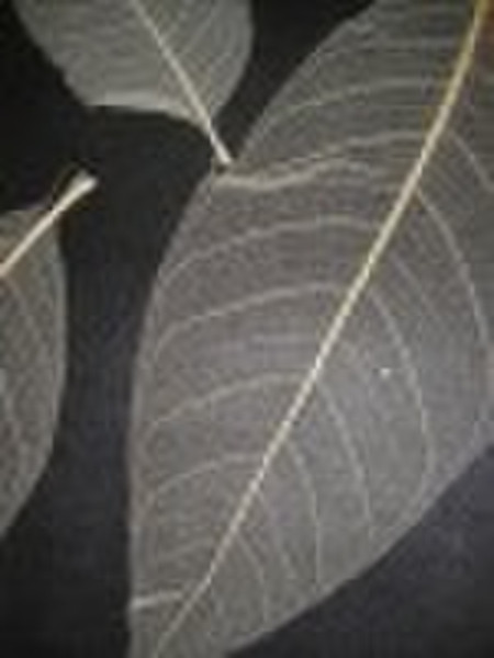 Leaf wallpaper TYQZ-084