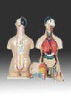 human male and female  model  Laboratory Equipment