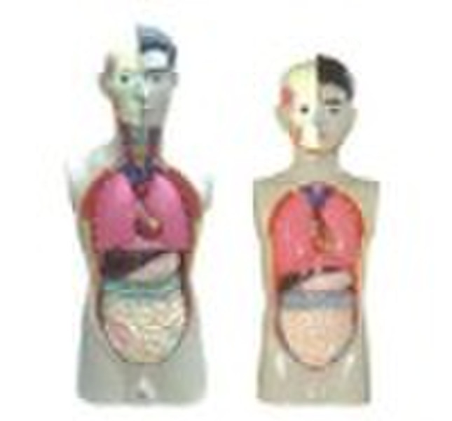 human model  lab equipment