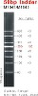 50bp DNA Ladder