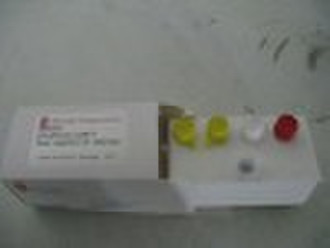 pUM-T Fast Ligation Kit