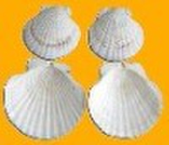 Chinese scallop shells