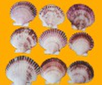 Purple scallop shell