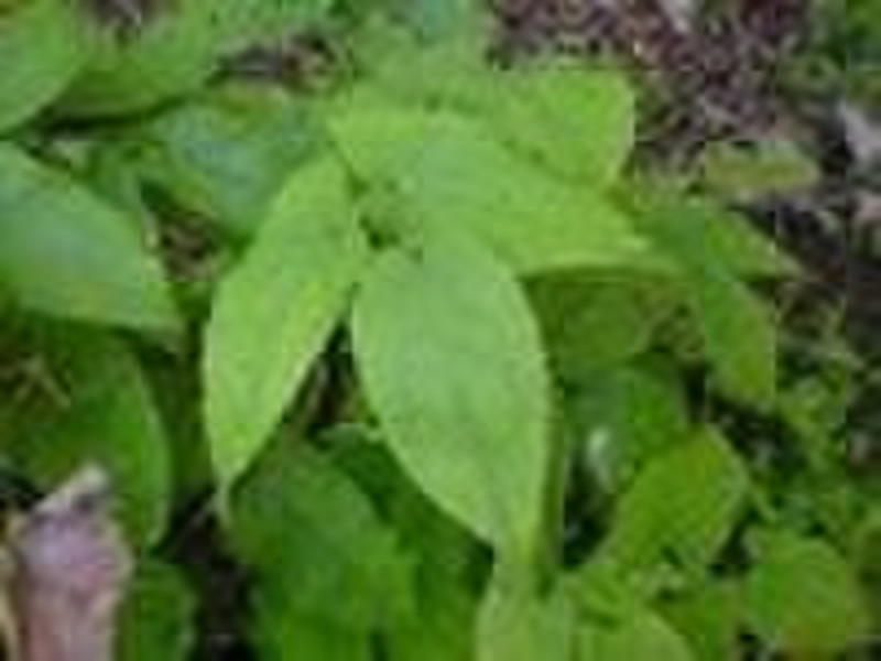 Epimedium P.E. Plant Extract