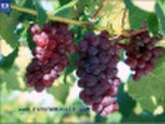 plant extract Grape Seed P.E.