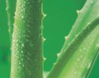 aloe vera juice extraction