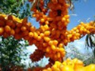 Sea buckthorn Extract