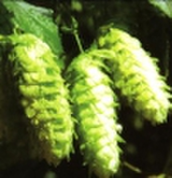 Hops Extract 50% Alpha Acid