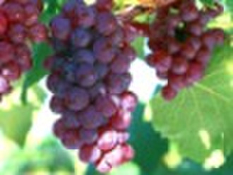 Экстракт виноградных косточек 95% OPC
