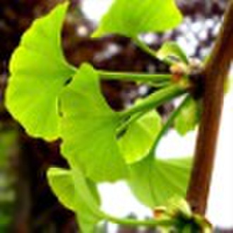 Ginkgo Biloba Extract