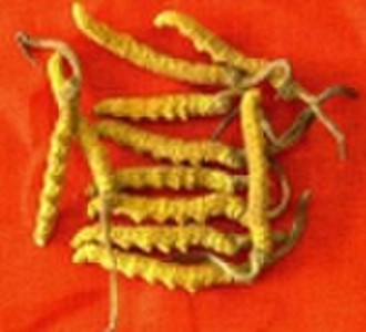 Cordyceps Sinensis