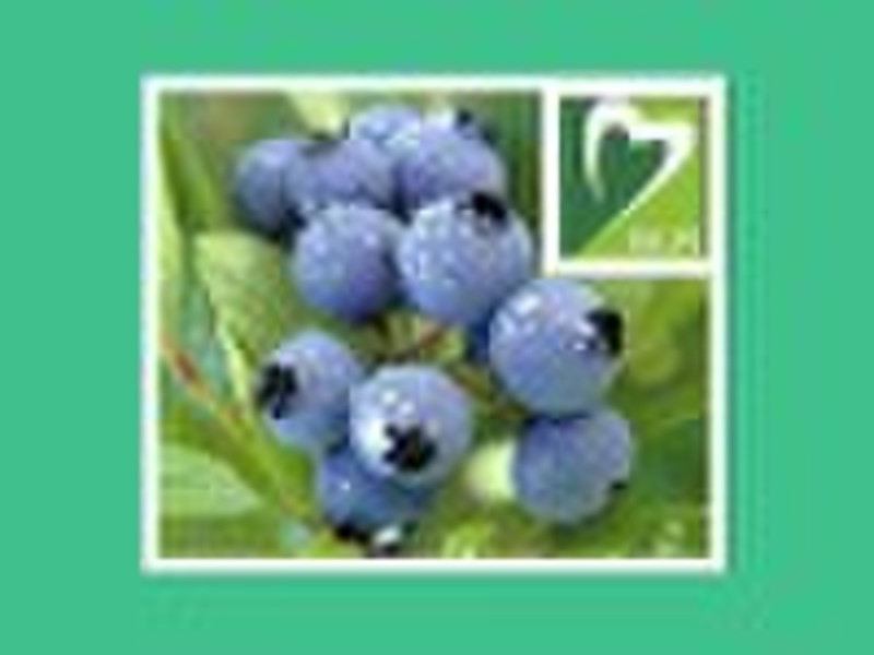 bilberry extract(P.E.) 10%, 15%, 20%, 25% Anthocya