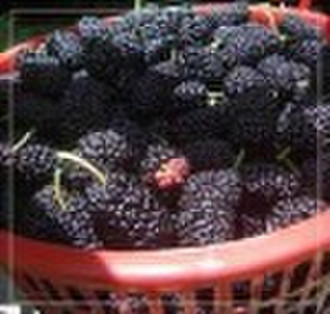 mulberry P.E. 25% Anthocyanins