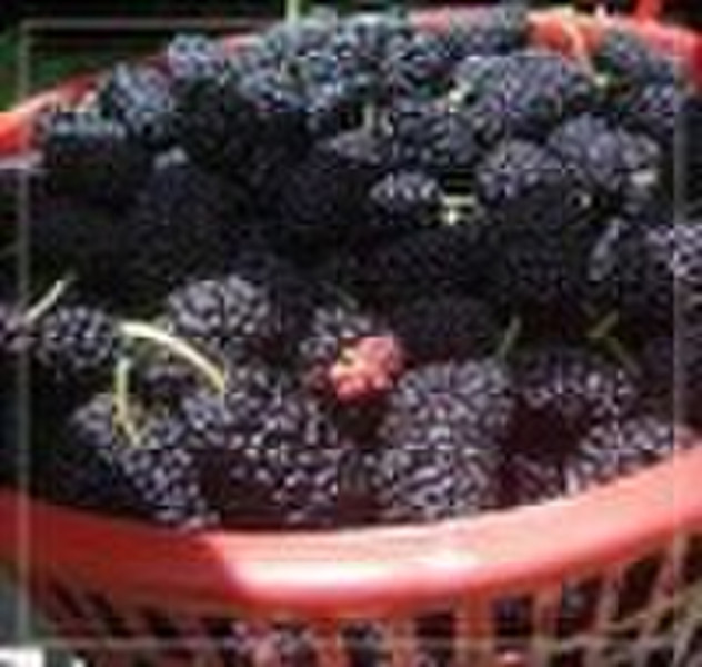 mulberry P.E. 25% Anthocyanins