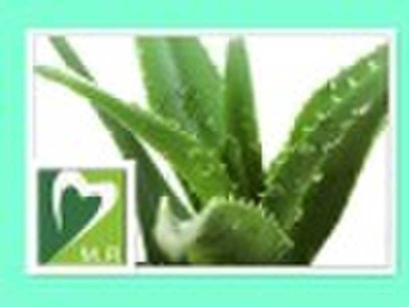 Hign quality Aloe P.E.|Aloe Extract|Barbaloin