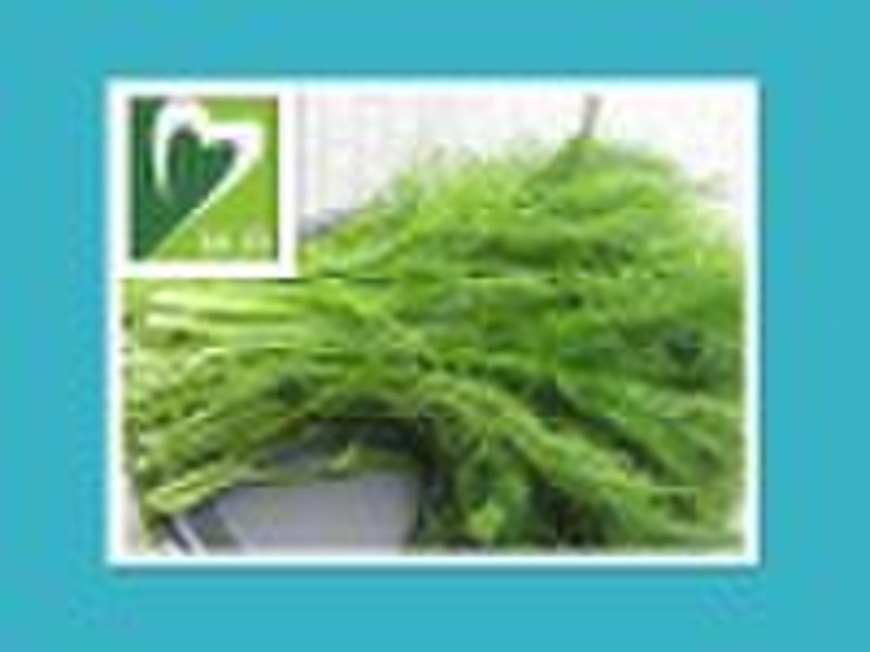 Natural fennel extract-high quality, low price