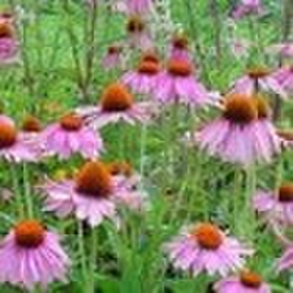 Echinacea Herb P.E