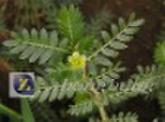 Tribulus terrestris P.E.40%