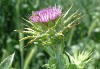 Milk Thistle P.E.