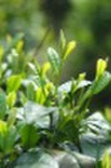 Natural Green Tea Extract