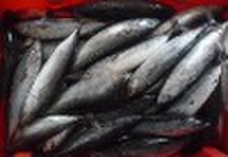 200-300G frozen bonito tuna