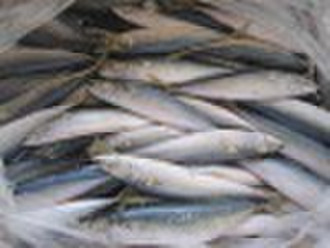 frozen pacific  mackerel 10-12 pieces/kg  new-comi