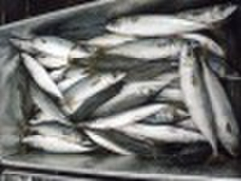 frozen  mackerel 100-200G