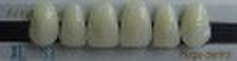 Huge Dental acrylic shell