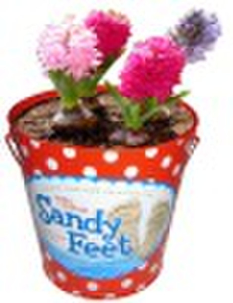 Metal bucket, flower garden