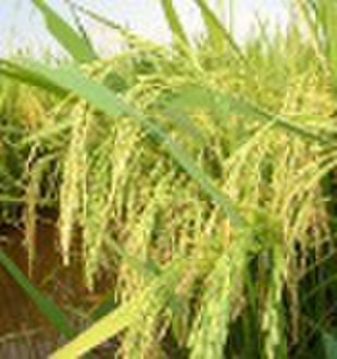 семена риса