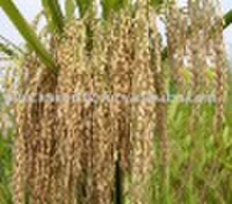 Hejia11杂交水稻的种子