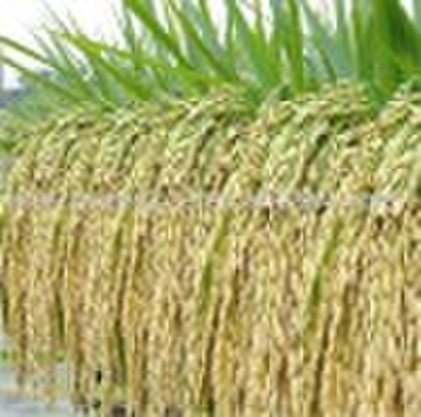 hejia1种杂交水稻的种子