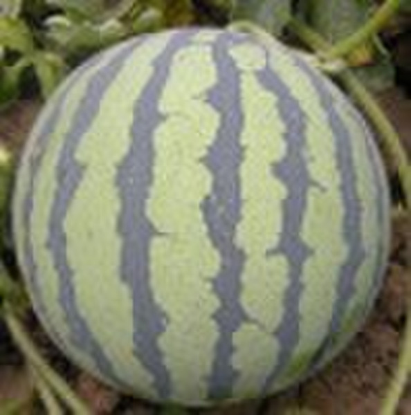 Watermelon Seed(Sugar Moon)