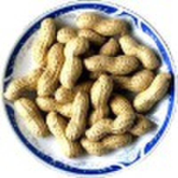 Roasted peanuts in shell