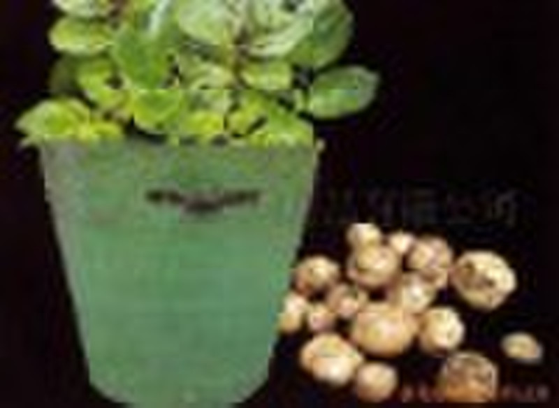 PE planter / growing bag