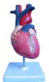 heart model