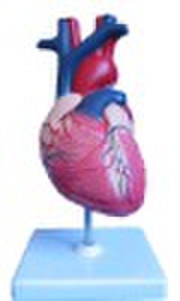 heart model