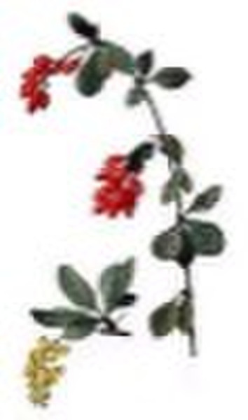 Natural Bearberry Extarct/Arbutin99%- whitening ag