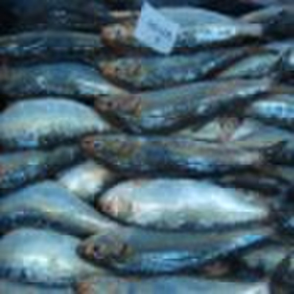 Frozen High Freshness Sardinella Lemuru For Bait