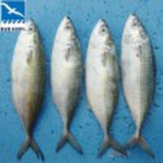 China Origin Block Frozen Indian Mackerel