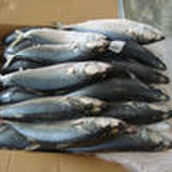 Block Frozen Whole Round Pacific Mackerel