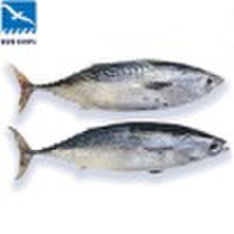 Frozen Block Whole Round Bonito 500-700g