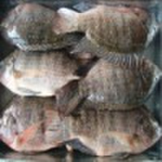 Frozen Whole Round Black Tilapia Farm Raised