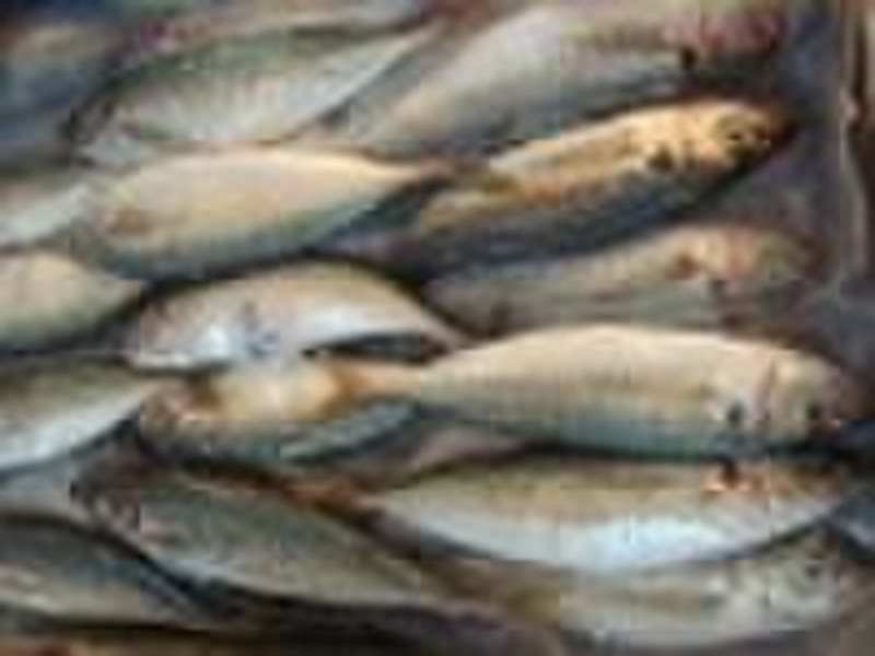 Block Frozen High Fresh W/R Horse Mackerel