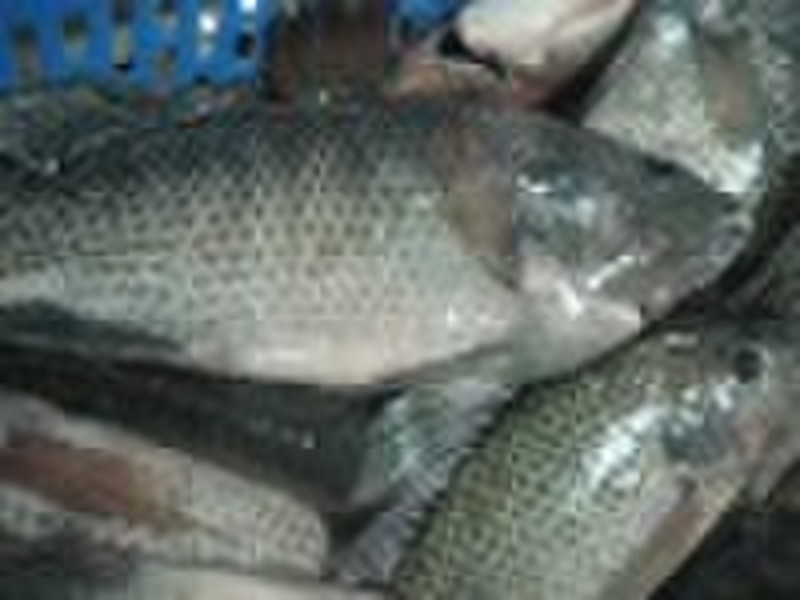 Frozen Whole Round Tilapia