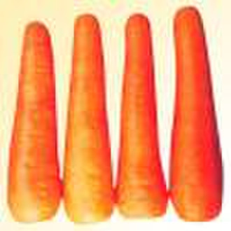 Carrot