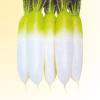Radish