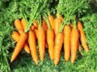 Fresh Carrot