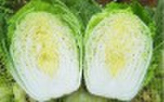 Fresh Chinese Cabbage